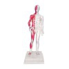 85 cm Anatomisches Modell des männlichen menschlichen Körpers